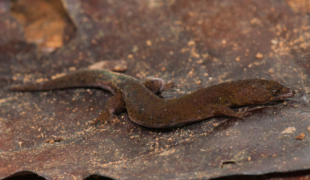 New species of 'miniaturized' gecko discovered in Venezuela